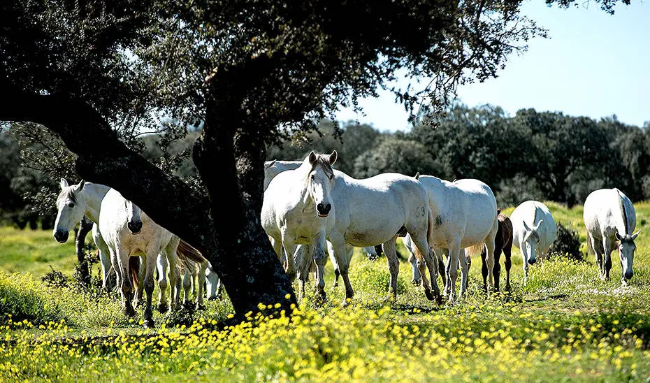 Caballos