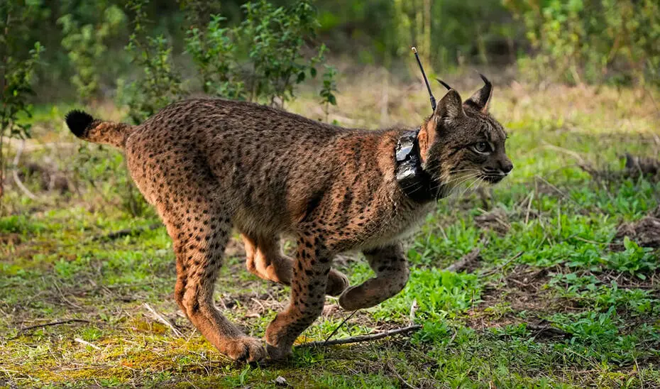 Lince Ib&eacute;rico