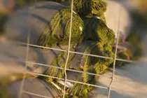 C&eacute;sped Mariano Pulido