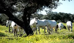 Caballos