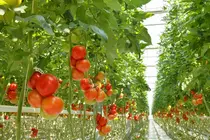 Tomates