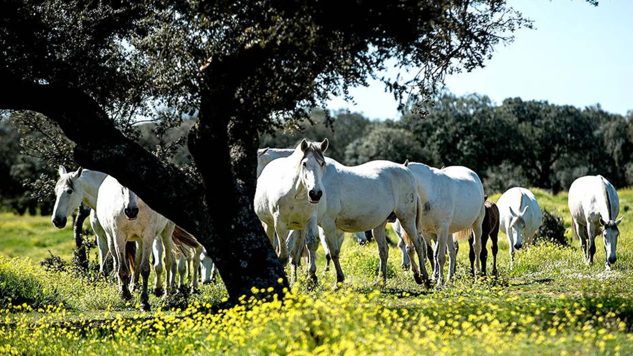 Caballos
