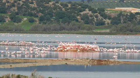Colonia de flamencos en la Laguna de Fuente de Piedra