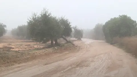 Camino rural Marchena