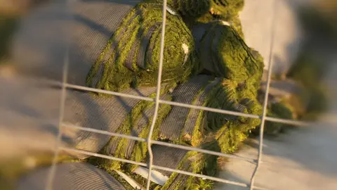 C&eacute;sped Mariano Pulido