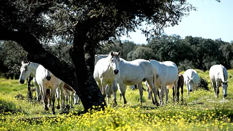 Caballos