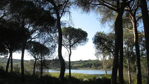 Dehesa