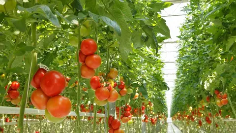 Tomates