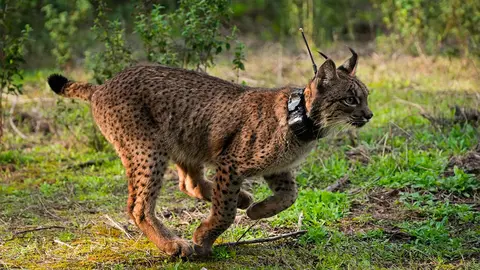 Lince Ib&eacute;rico